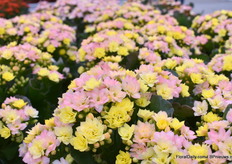 De Tweed van Dummen Orange kreeg ook veel aandacht. Het is een leuke kalanchoë die wisselt van kleur.